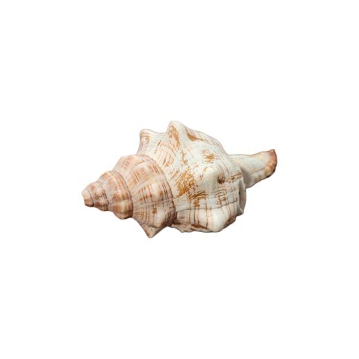 Concha Murex Endives B For Up SR10062
