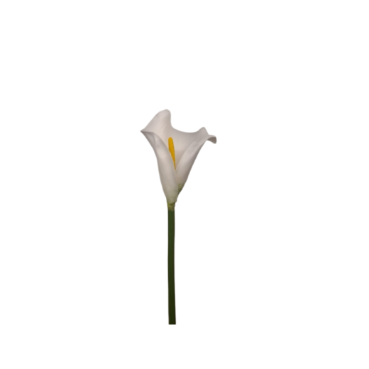 Haste Calla Branca SR11524
