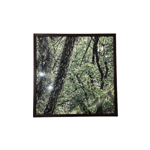 Quadro Atlantic Forest - Md1082 - Se496E