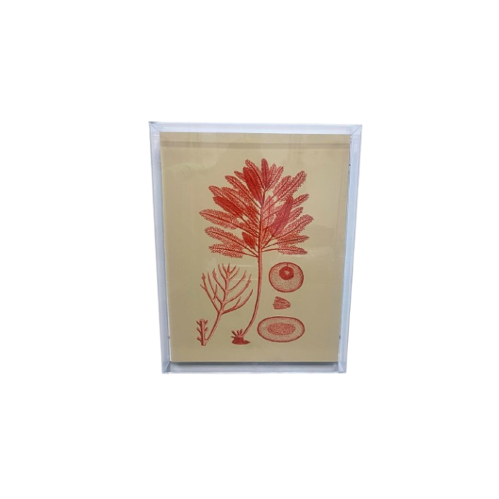 Quadro Algas Collection M AC10104(32) SR12081