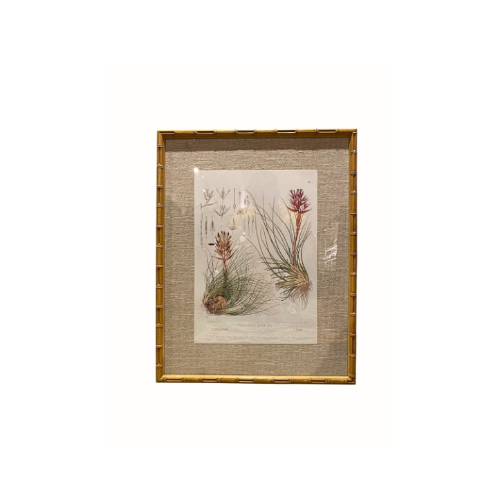 Quadro botânico - Tillandsia Globosa SR12574