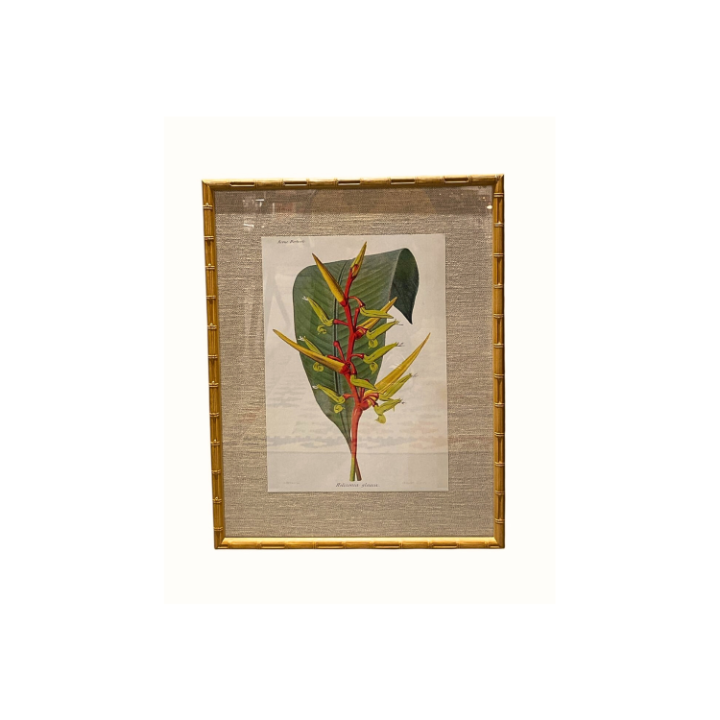 Quadro botânico - Helicônia Glauca SR12575