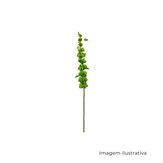 Haste Moluccella MX906 SR12777