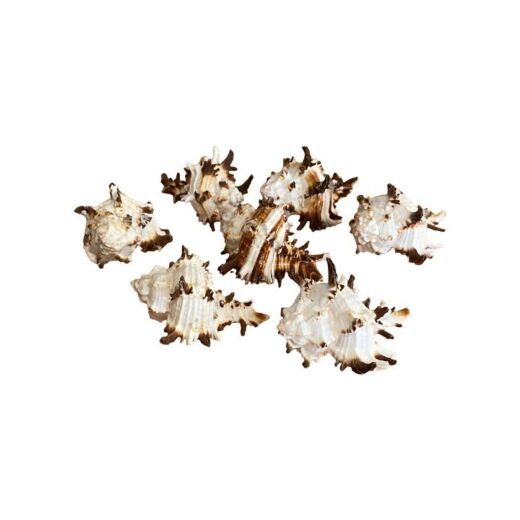 Concha Conus Leopardus 4 SR10063